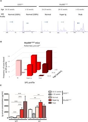 Continuous MYD88 Activation Is Associated With Expansion and Then Transformation of IgM Differentiating Plasma Cells